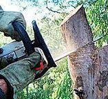 Best Emergency Tree Removal  in North Highlands, CA