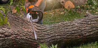 How Our Tree Care Process Works  in  North Highlands, CA