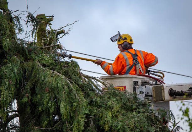 Best Palm Tree Trimming  in North Highlands, CA