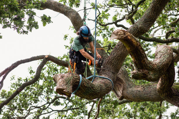 Best Fruit Tree Pruning  in North Highlands, CA