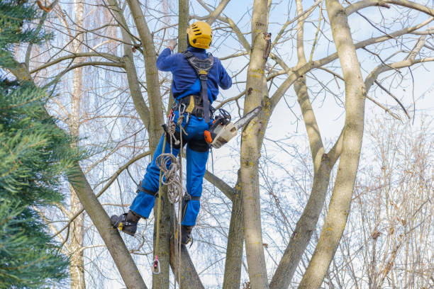 Best Pest Control for Lawns  in North Highlands, CA