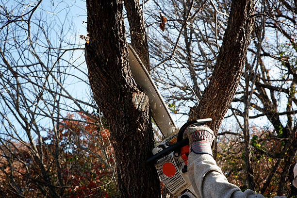 Pest Control for Lawns in North Highlands, CA