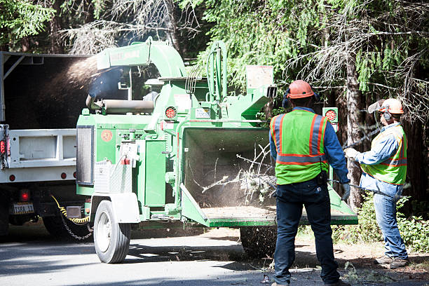Best Leaf Removal  in North Highlands, CA