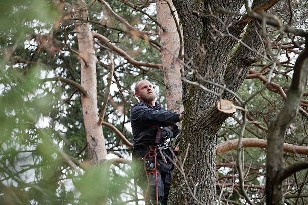 Best Hazardous Tree Removal  in North Highlands, CA