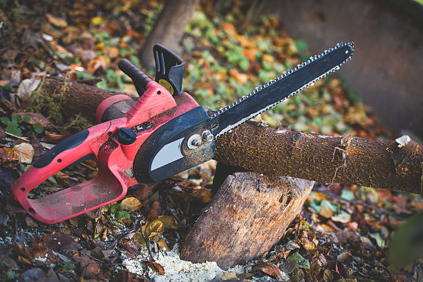 Best Tree Maintenance Programs  in North Highlands, CA